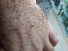 Neoscona rufipalpis
