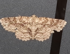 Bryoptera subbrunnea