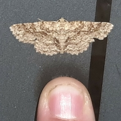 Bryoptera subbrunnea