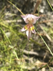 Gladiolus martleyi