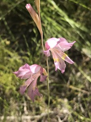 Gladiolus martleyi