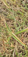 Acrida acuminata