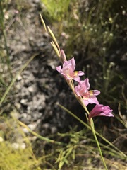 Gladiolus martleyi
