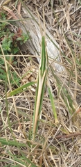 Acrida acuminata