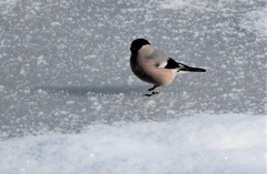 Pyrrhula pyrrhula cassinii