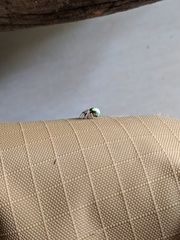 Neoscona rufipalpis