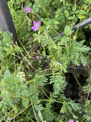 Erodium cicutarium