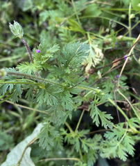 Erodium cicutarium
