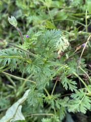 Erodium cicutarium