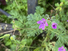 Erodium cicutarium