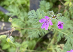 Erodium cicutarium