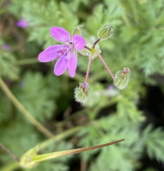 Erodium cicutarium