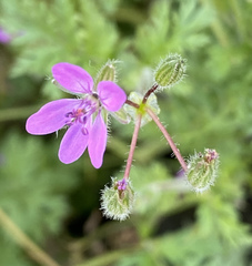 Erodium cicutarium
