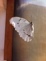 Morpho polyphemus
