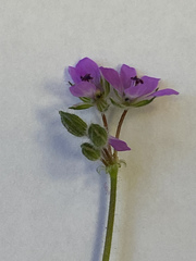 Erodium cicutarium