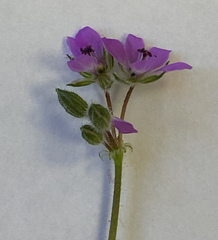 Erodium cicutarium