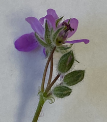 Erodium cicutarium