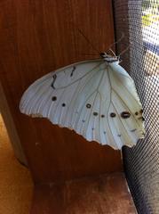 Morpho polyphemus
