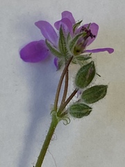 Erodium cicutarium