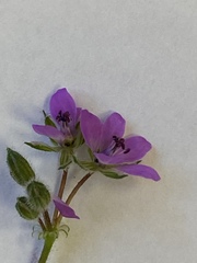Erodium cicutarium