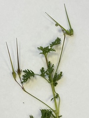 Erodium cicutarium
