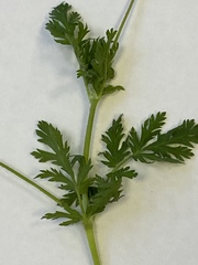Erodium cicutarium