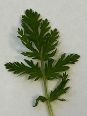 Erodium cicutarium