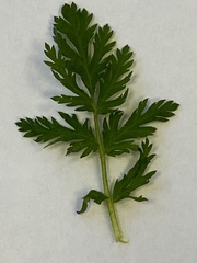 Erodium cicutarium