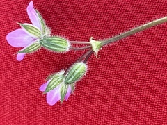Erodium cicutarium
