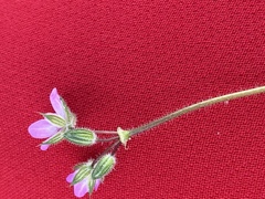 Erodium cicutarium