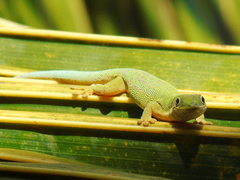 Phelsuma dubia