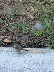 Setophaga palmarum image