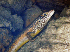 Trachylepis maculilabris