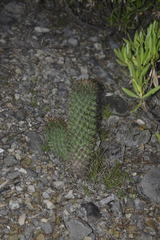 Coryphantha octacantha
