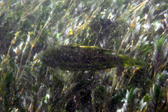 Heteroscarus acroptilus