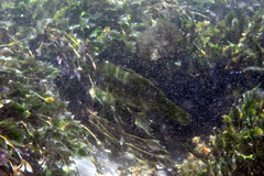 Heteroscarus acroptilus