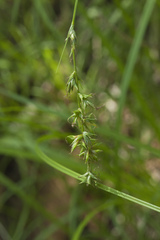 Carex pallida