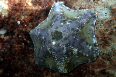 Meridiastra