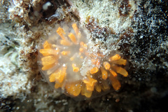 Polycitor giganteus