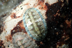 Ischnochiton smaragdinus