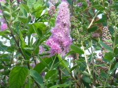 Spiraea × billardii