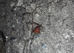 Krateromaspis dilatata