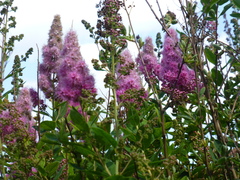 Spiraea × billardii
