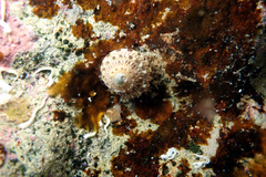 Notogibbula preissiana