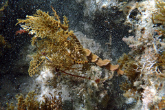 Cystophora brownii