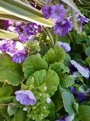 Viola