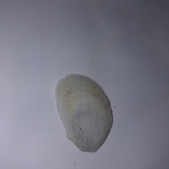 Limaria tuberculata image