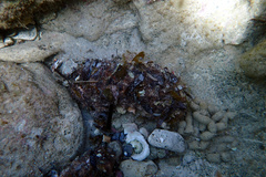 Australostichopus mollis