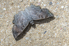 Antigonus erosus