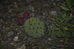 Opuntia stenopetala